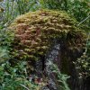 09 b Schluchensteig Etappe 4 - 6